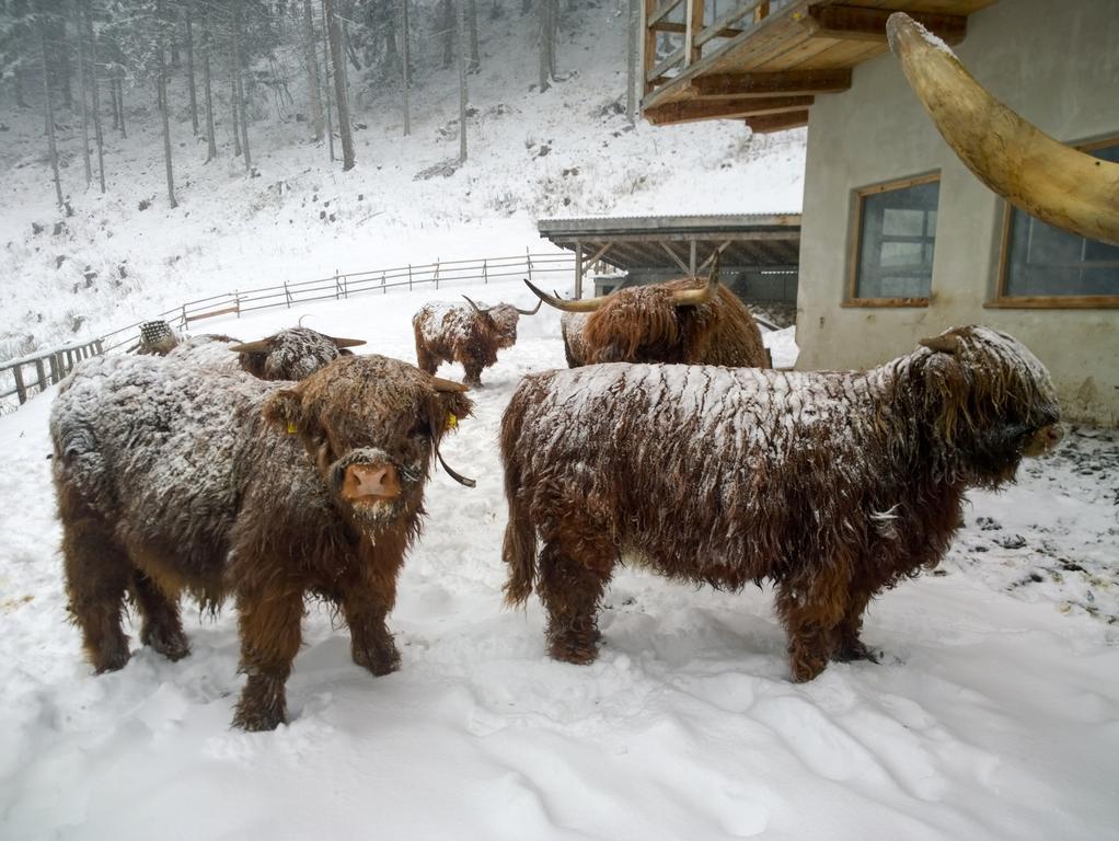 Apartment Puciacia - Bauernhof Santa Cristina Val Gardena Dış mekan fotoğraf